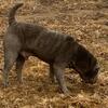 Shar Pei - Blue proven stud, AKC.