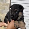                                                   STUNNING AKC. GERMAN SHEPHERD PUPPEYS