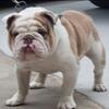 AKC Bulldog puppies available, Both French & English AKC registered