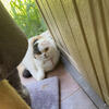 Scottish fold female 