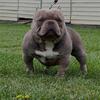 Bully pups with stacked ped