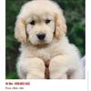 STUNNING GOLDEN RETRIEVER PUPPIES!!! IMPORT LINES!  CHAMPIONS!