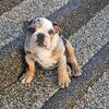 Thor - English Merle bulldog 