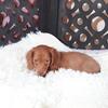 Rusty Precious Chocolate LH Dachshund