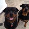 Bigbone German Rottweiler puppies.