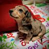 Blue dapple miniature dachshund - ready November 15th - Male