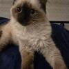 Himalayan male kitten 