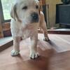 AKC English Labs! Labrador retriever puppies available 07/17