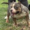 Merle Pocket Stud pup back collab springfield, illinois 
