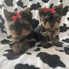 Teacup Yorkie puppys Purebread .