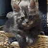 Maine coon smoke kitten