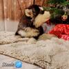 Alaskan Malamute/Alaskan Shepherd pups