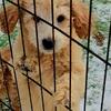 REDUCED - F2B MALE Mini Goldendoodle