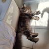Adult Male Maine coon