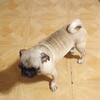 Female Pug. REDUCED!!!