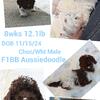 Aussiedoodle Available now!!