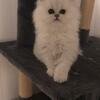 CFA Silver Persian kittens BORN 10-15-2025!