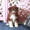 Brownie ICA Mini Aussiepoo