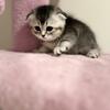 Scottish fold kittens