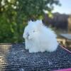 Purebred Lionhead Bunnies