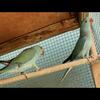 Indian ringneck 