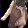 Female Cane Corso ready for FOREVER HOME 