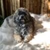 Adopt a Loving Companion: 3-Year-Old Female Havanese!