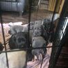 Cane Corso puppies 