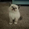 SOLD RAGDOLL KITTEN Kats ravishing ragdolls