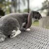 Very sweet velveteen lop looking for a new home