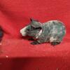 Guinea Pigs,  Skinny Pigs and Baldwin''s and Carriers for sale