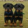 Cute Rottweiler Pups $300