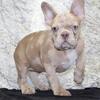 Ziva Female French Bulldog