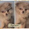 AKC Pomeranians