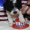 Male toy poodle