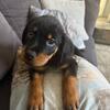AKC Registered Female Rottweiler Puppies – 13 Weeks – Vaccinated & Dewormed 🐾