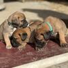 Bullmastiff/ Cane Corso puppies