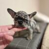 READY TO GO Exotic French bulldog puppies