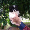 Purebred White with Black Pomeranian Puppy Female