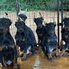 Doberman Pinscher puppies 