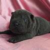 Blue Shar-Pei Female Puppy