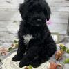 Portuguese Water Dog Puppies - Males and Females