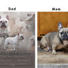 FRENCH BULLDOG PUPPIES - FRENCHIES