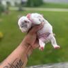 French bulldog 
