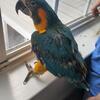 Baby macaw 