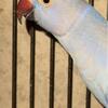 Violet Ringneck 