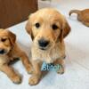 AKC GOLDEN RETRIEVER PUPPIES