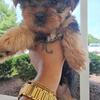 Female yorkie