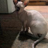 2 males Sphynx kittens (ready to go!!) need new home asap 