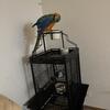 3 year old Catalina male Macaw 
